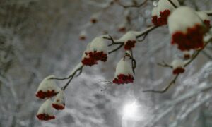 Рябина в снегу