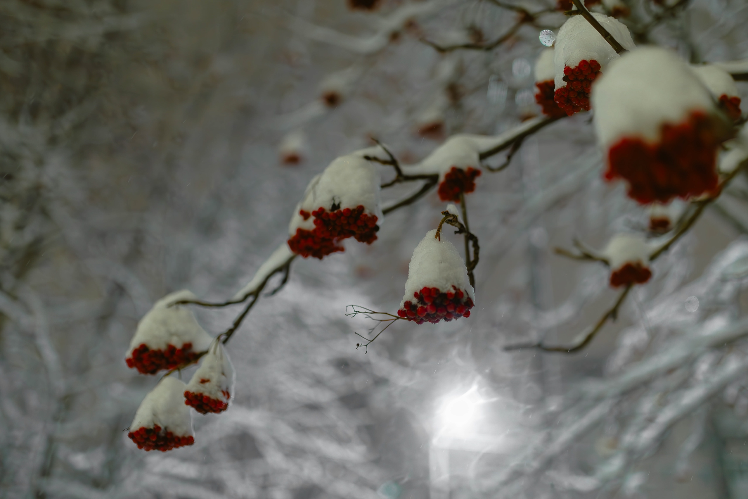 Рябина в снегу