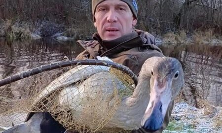 Лебедь на руках у спасателя