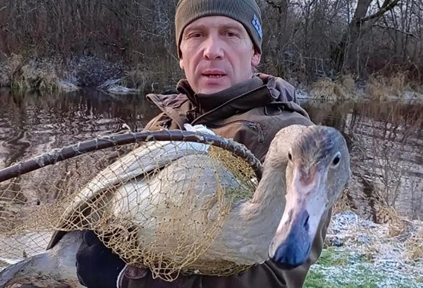 Лебедь на руках у спасателя