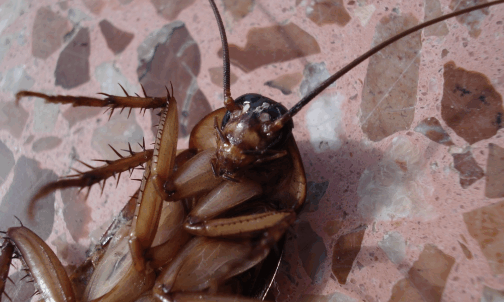 Таракан лежит на столе
