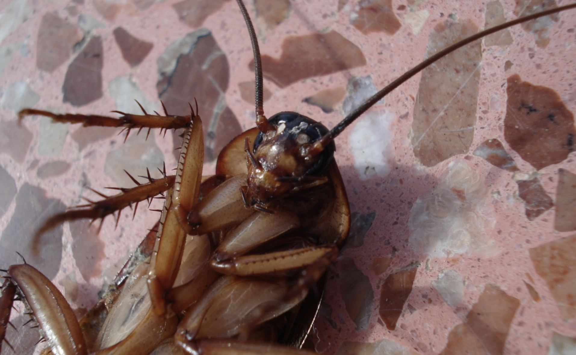 Таракан лежит на столе