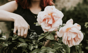 девушка срезает розы