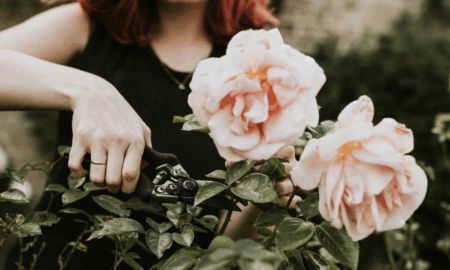 девушка срезает розы