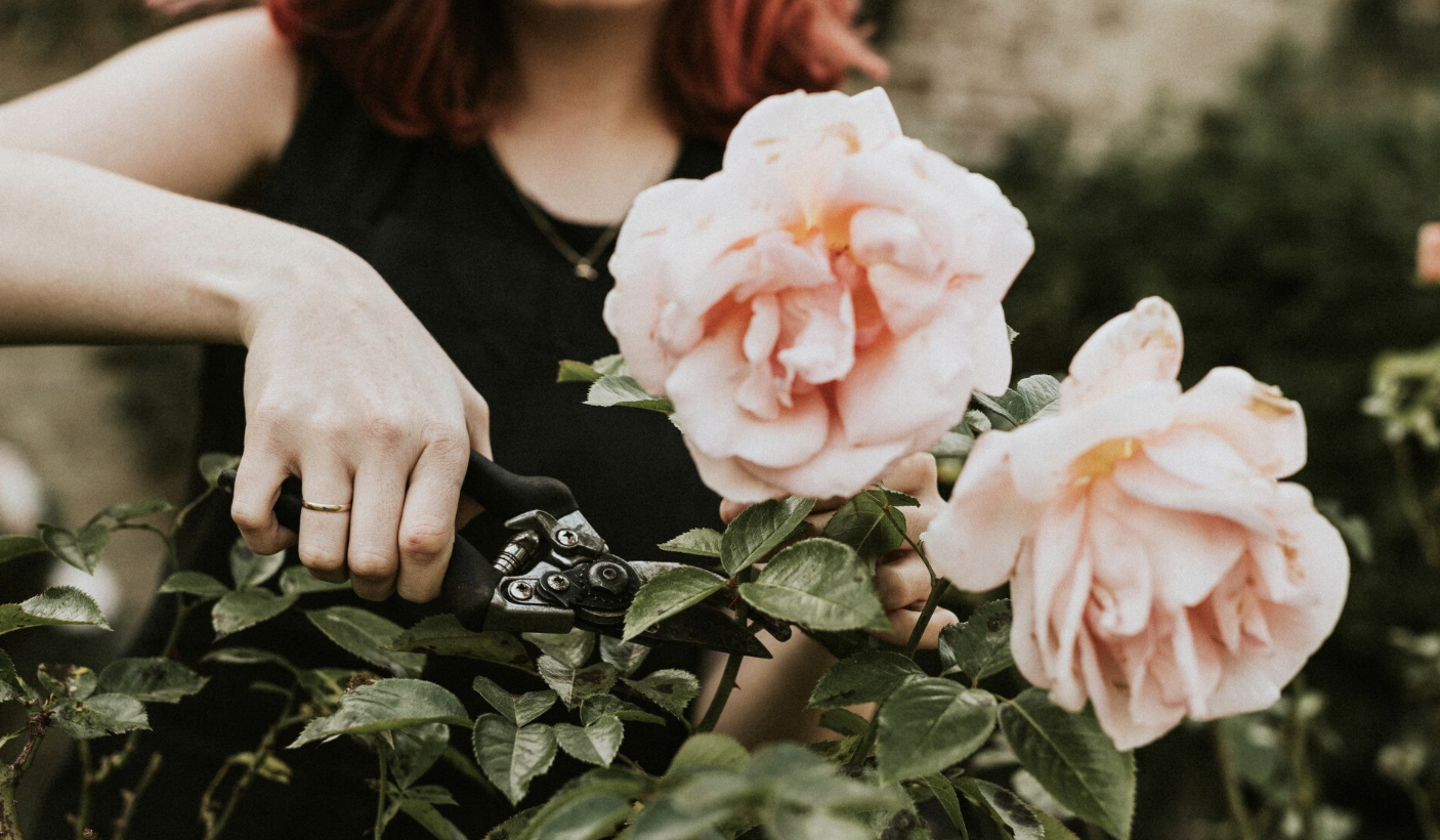 девушка срезает розы