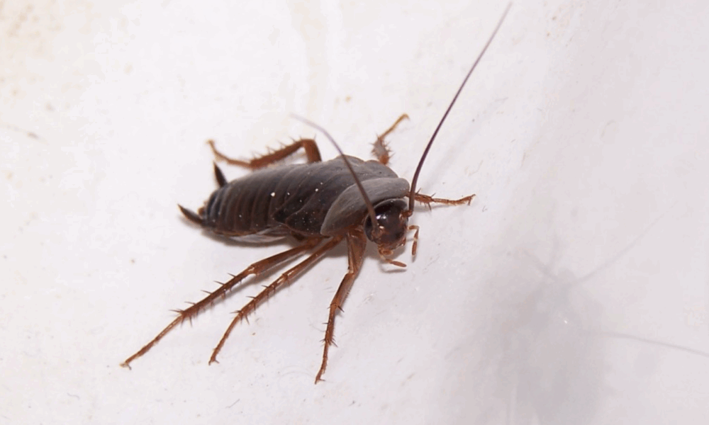 таракан ползёт