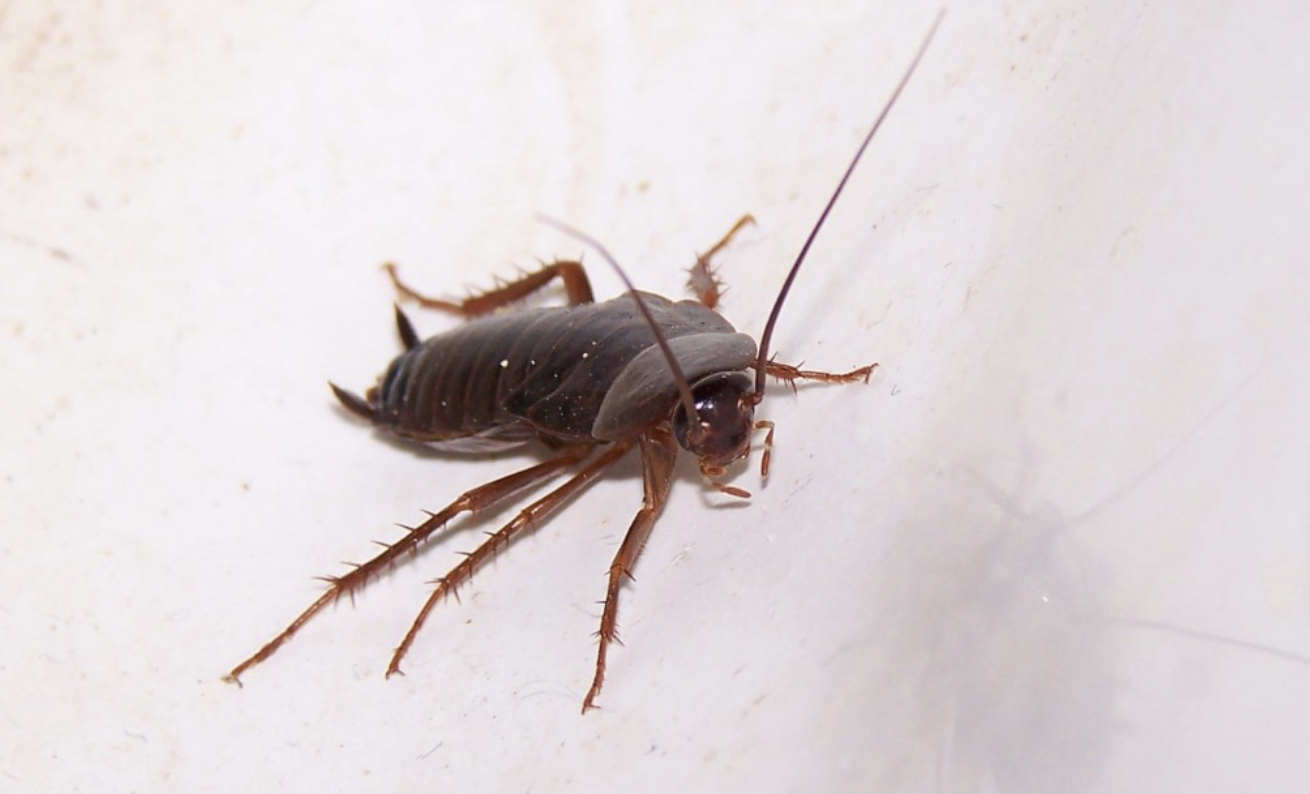 таракан ползёт