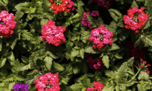 Красивые цветы