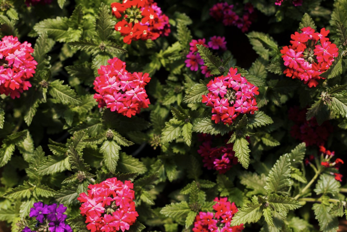 Красивые цветы