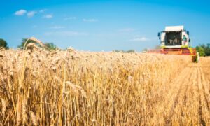 комбайн собирает урожай пшеницы