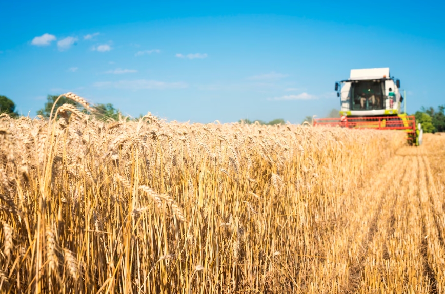комбайн собирает урожай пшеницы