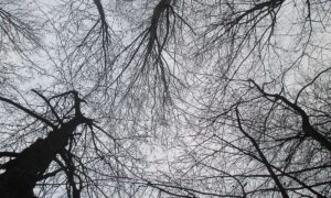 alt голые деревья на фоне неба