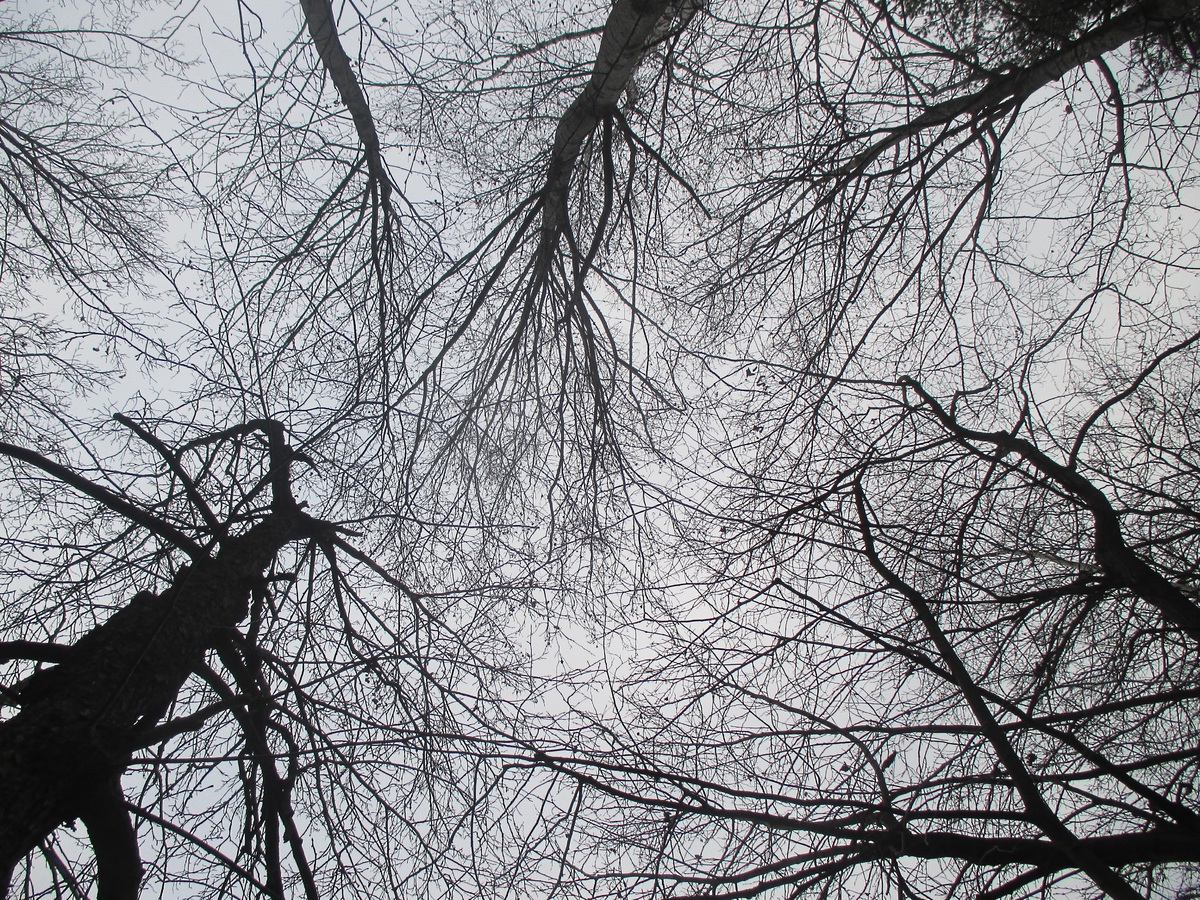 alt голые деревья на фоне неба