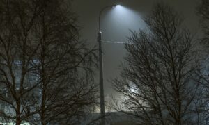 alt деревья без листьев