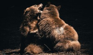 Волки дерутся