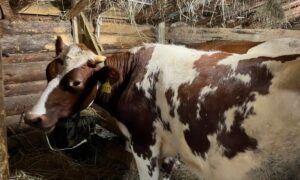 alt коровы айширской породы