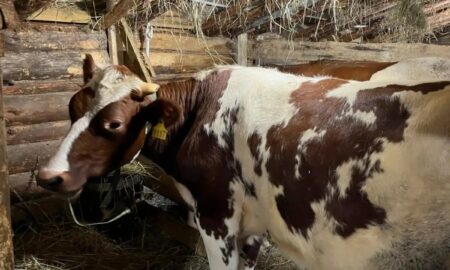 alt коровы айширской породы