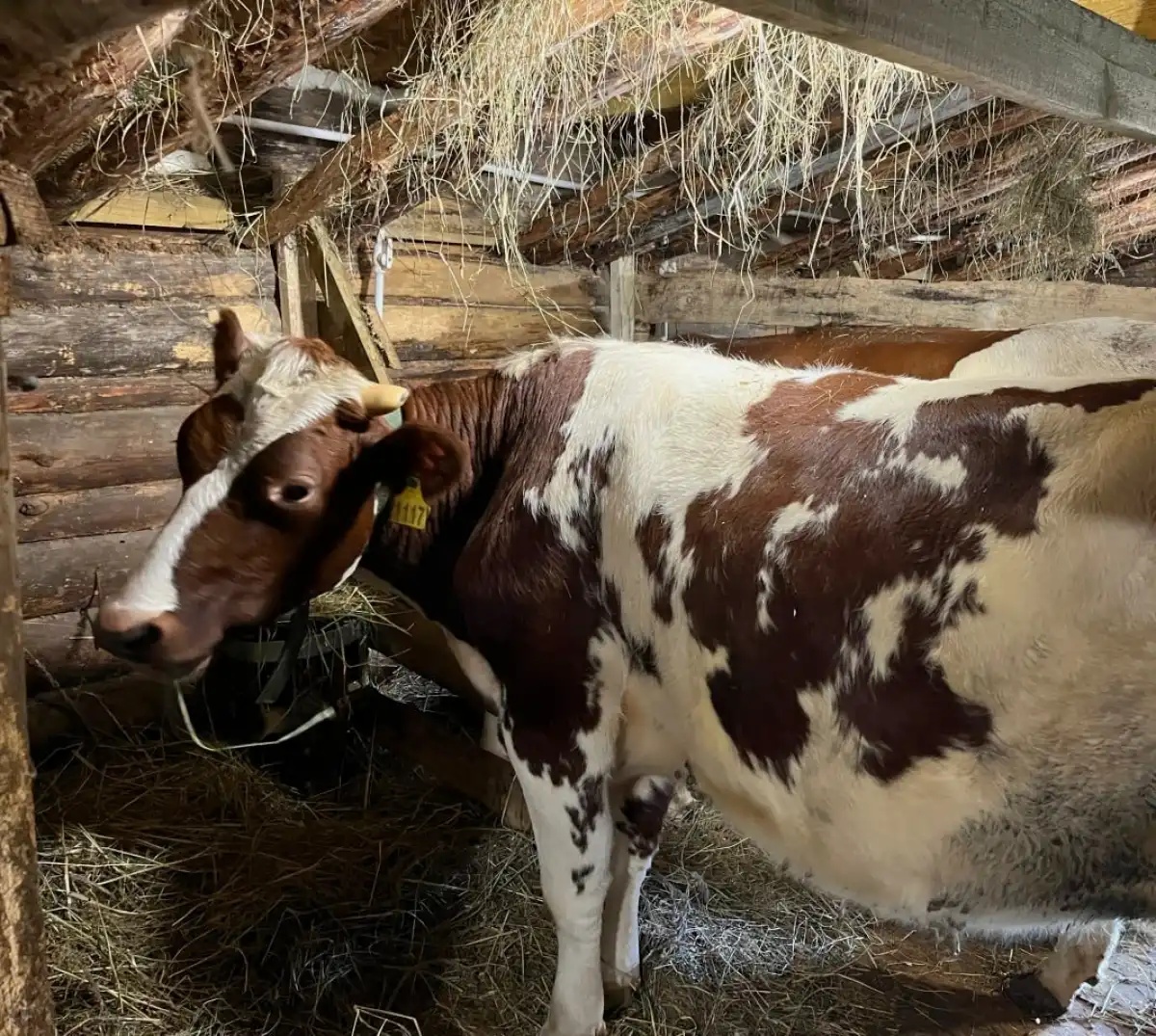 alt коровы айширской породы