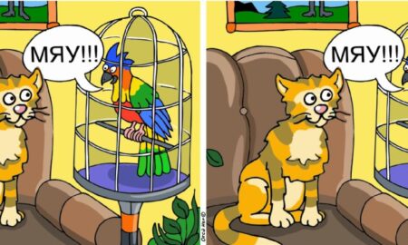 отличия, картинка, головоломка