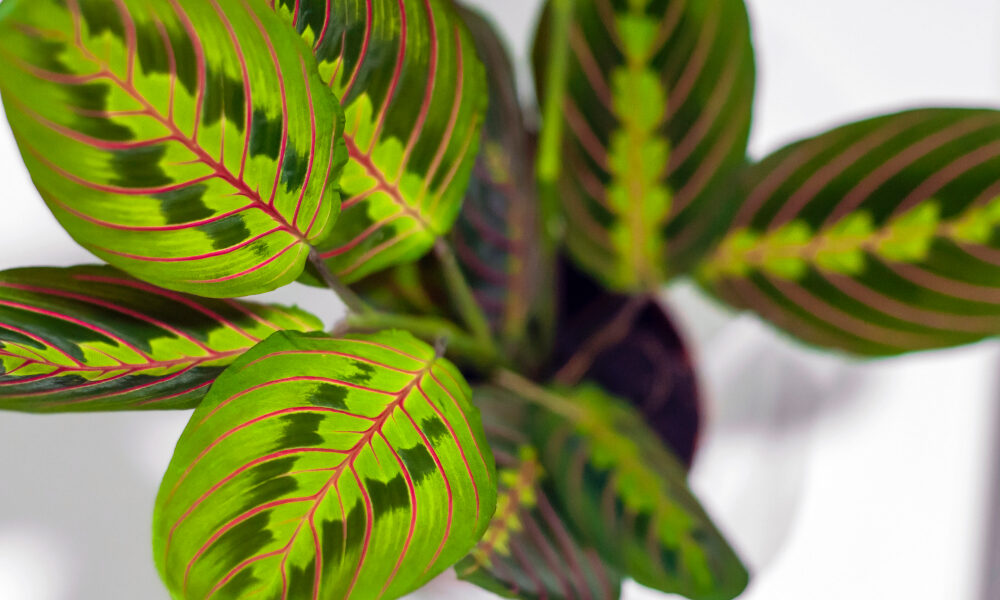 фикус в горшке