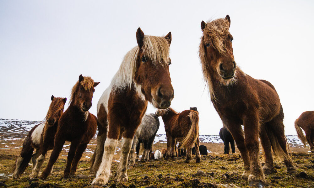 табун лошадей
