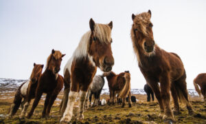 табун лошадей