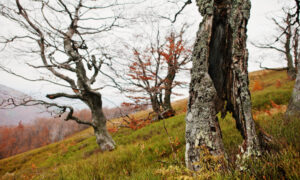 Кривые деревья в осеннем пейзаже