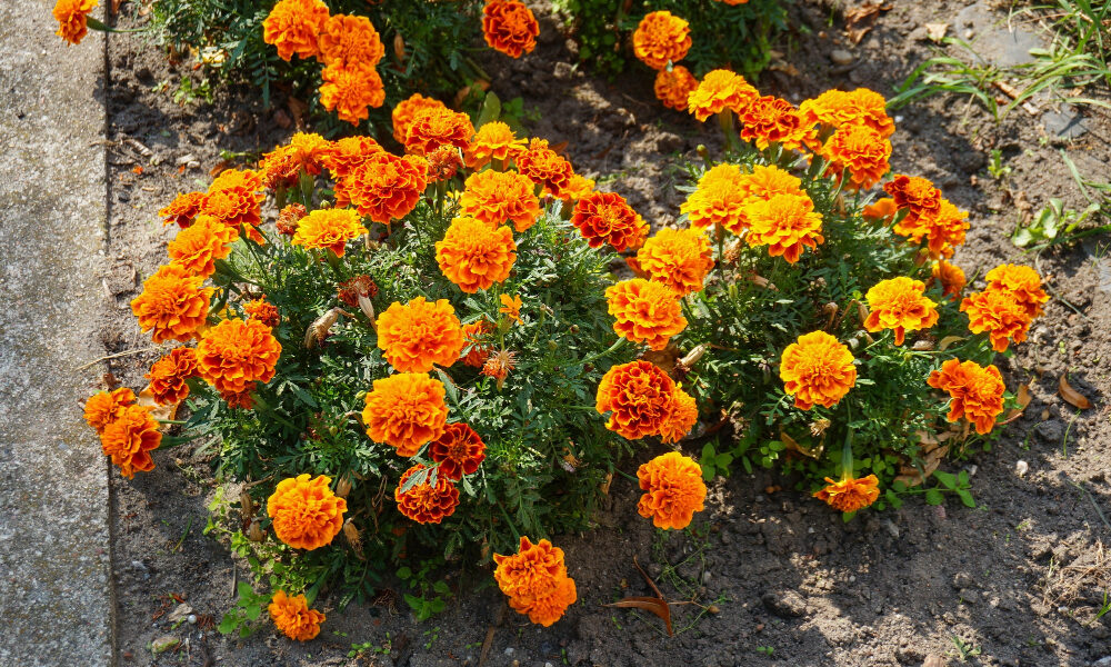 Бархатцы на клумбе