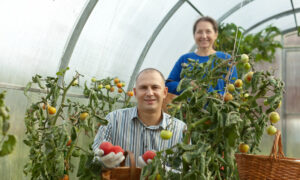 Фермеры собирают помидоры в теплице