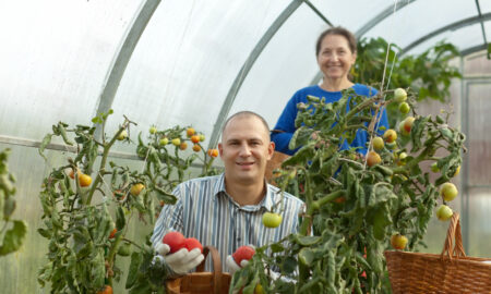 Фермеры собирают помидоры в теплице