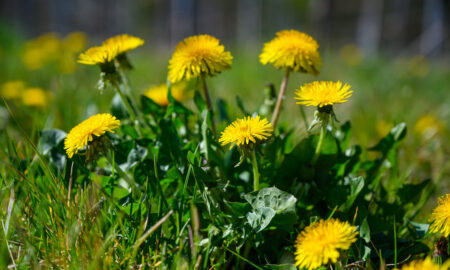Жёлтые одуванчики в траве