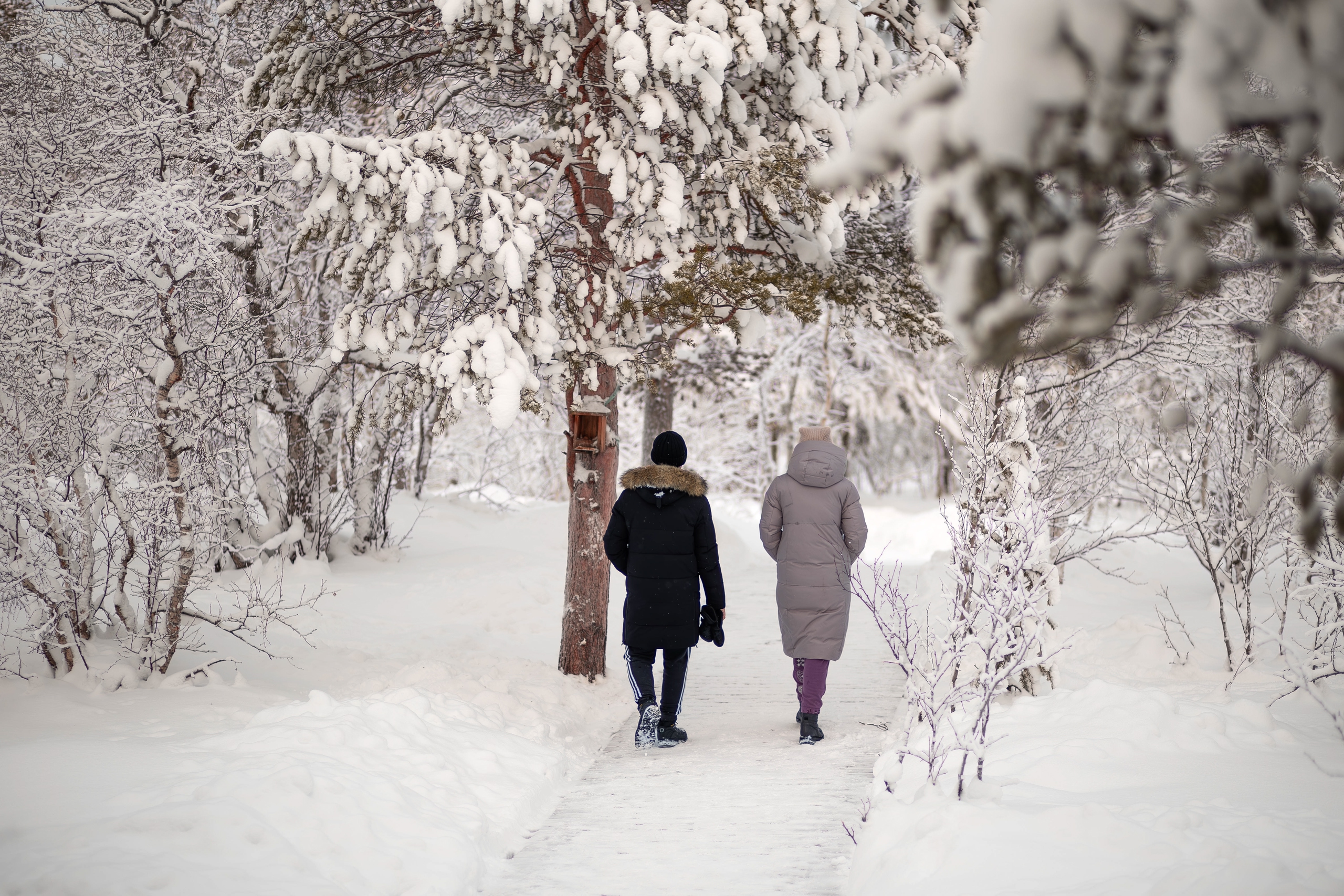 пара гуляет по заснеженной тропе