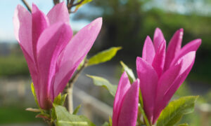 Розовые бутоны цветка