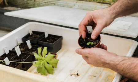 Рассада на подоконнике