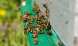 пчёлы на бруске