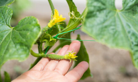 Завязь огурца на плетне