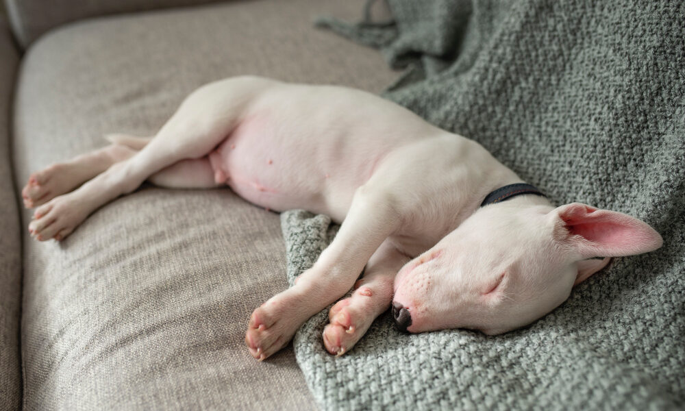 собака спит