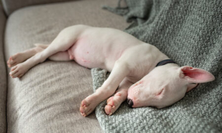 собака спит