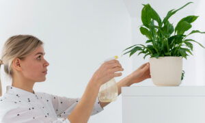 полив, растение, горшок