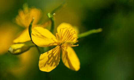 Жёлтый цветок вблизи