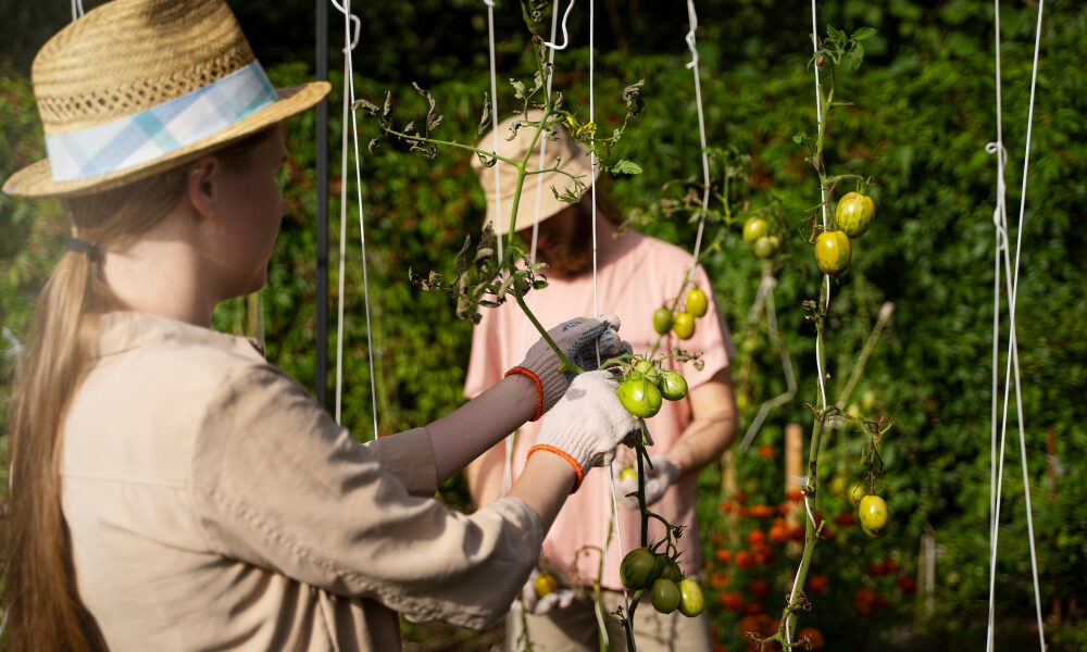 Дачники подвязывают помидоры