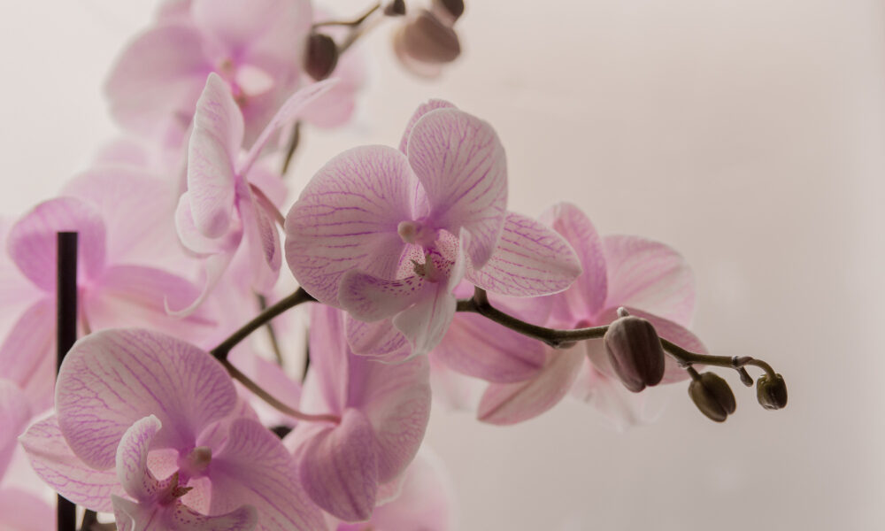 Розовая орхидея