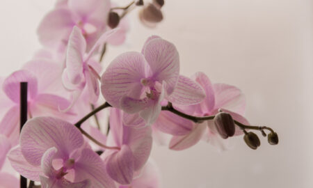 Розовая орхидея