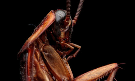 таракан на чёрном фоне вертикально