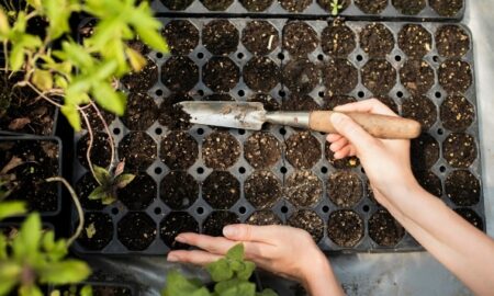 Рассада овощей