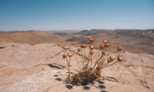 Сухой куст на фоне пустыни