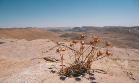 Сухой куст на фоне пустыни