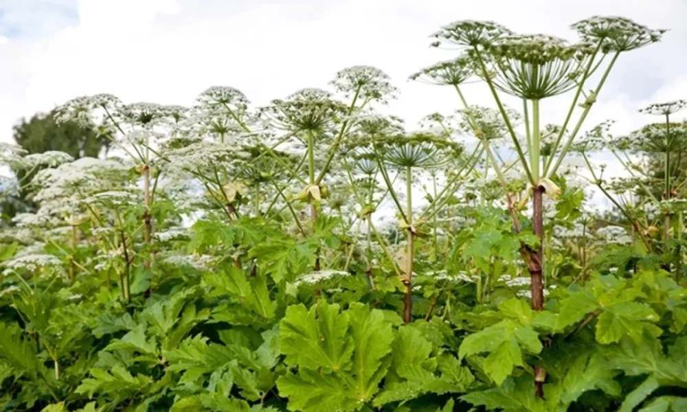 Заросли борщевика