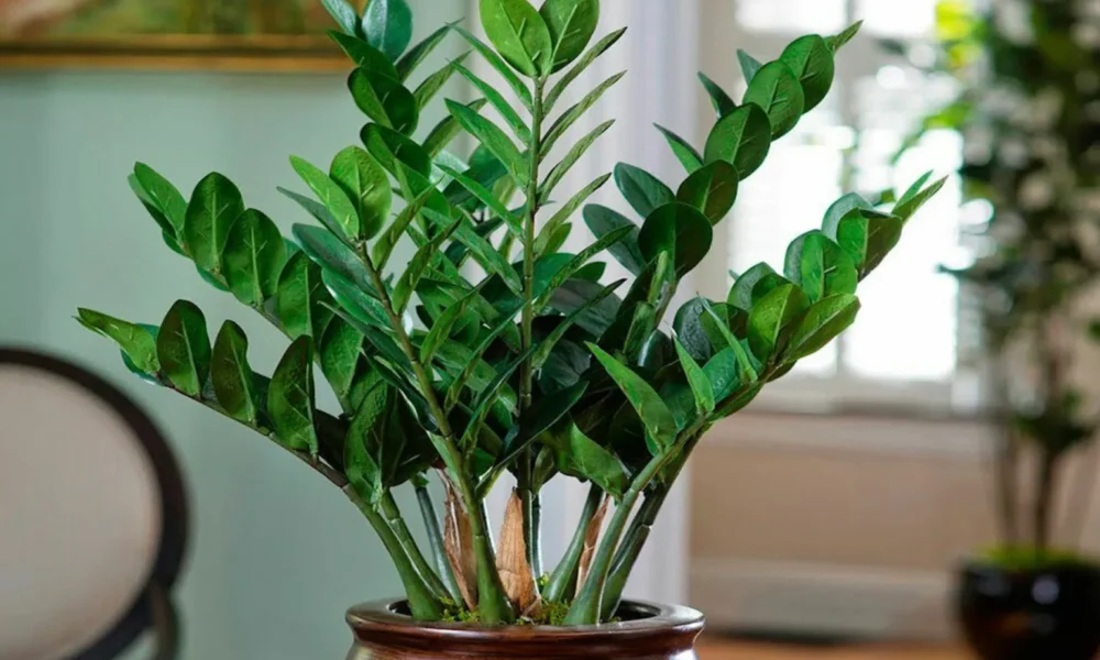 Замиокулькас