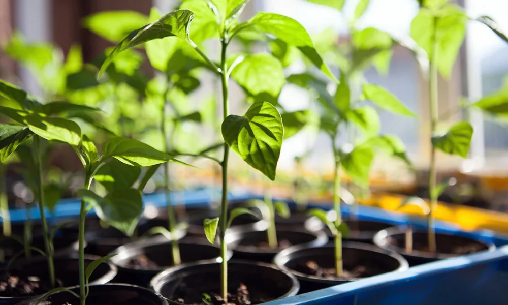 рассада перца